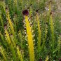Rare Wild Indian Squaw Cabbage Caulanthus inflatus - 15 Seeds