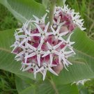 Showy Star Butterfly Milkweed Asclepias speciosa - 30 Seeds