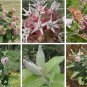 Showy Star Butterfly Milkweed Asclepias speciosa - 30 Seeds