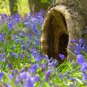 Fairy Garden True Wild English Woodland Bluebell Hyacinthoides Scilla Non-Scripta - 25 Seeds