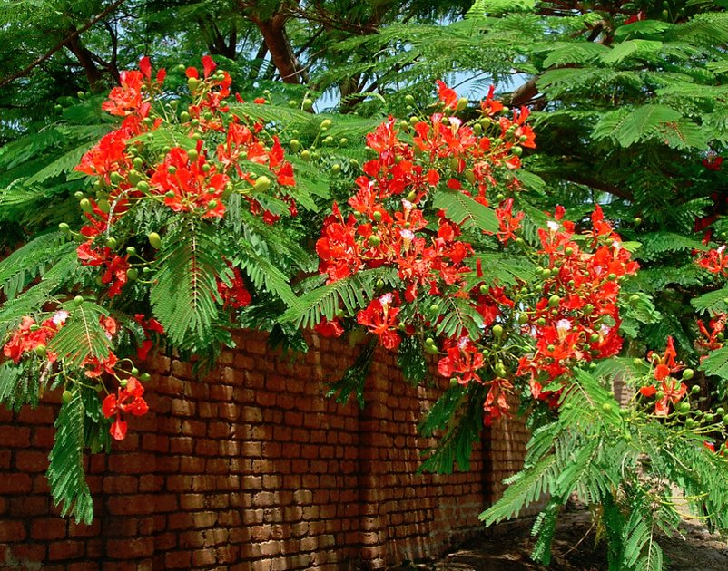 Royal Poinciana Flamboyant Tree Delonix regia - 10 Seeds