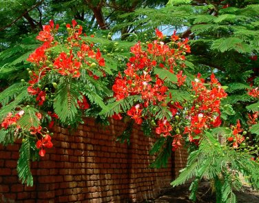 10 seeds Royal Poinciana/Flamboyant ornamental tree Delonix regia 