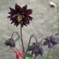 'Black Barlow' Columbine Aquilegia vulgaris - 25 seeds