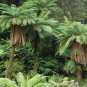 New Zealand Golden Tree Fern Dicksonia fibrosa - 100 Seeds Spores