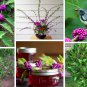 Magenta American Beautyberry Callicarpa americana - 20 Seeds
