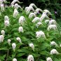 White Gooseneck Loosestrife Lysimachia clethroides - 25 Seeds