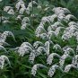 White Gooseneck Loosestrife Lysimachia clethroides - 25 Seeds
