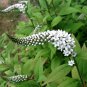 White Gooseneck Loosestrife Lysimachia clethroides - 25 Seeds