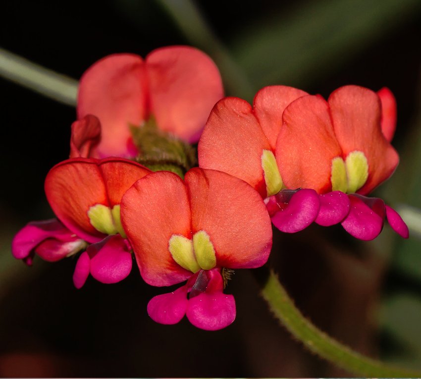 Rare Scarlet Coral Vine Flower Kennedia Coccinea 5 Seeds