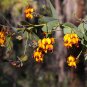 Beautiful Rare Bookleaf Daviesia cordata - 5 Seeds