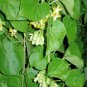 Rare Tropical Pakalana Vine Telosma cordata - 10 Seeds