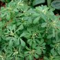Fenugreek Herb Organic Heirloom Methi Trigonella foenum-graecum - 200 Seeds