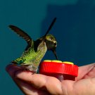 Handheld Hummingbird Nectar Hand Feeder with Flower Seeds