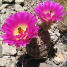 Rare Rainbow Cactus Echinocereus pectinatus Mix - 20 Seeds