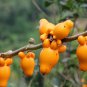Ornamental Fox Face or Nipple Fruit Eggplant Solanum mammosum - 15 Seeds