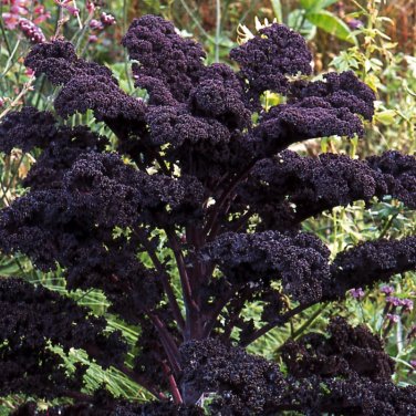 Goth Garden Almost Black Purple Kale Redbor Brassica oleracea var. acephala - 20 Seeds