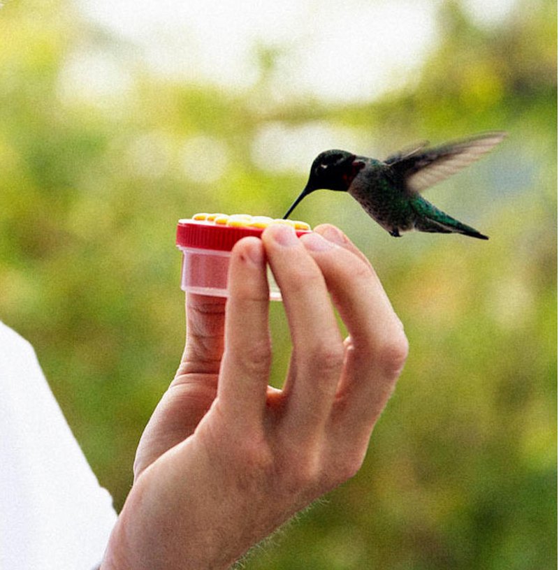 Personal Handheld Hummingbird Feeder