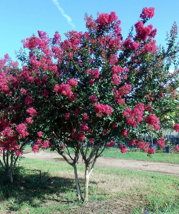 Pink Crape Myrtle Lagerstroemia indica var. rosea - 40 Seeds