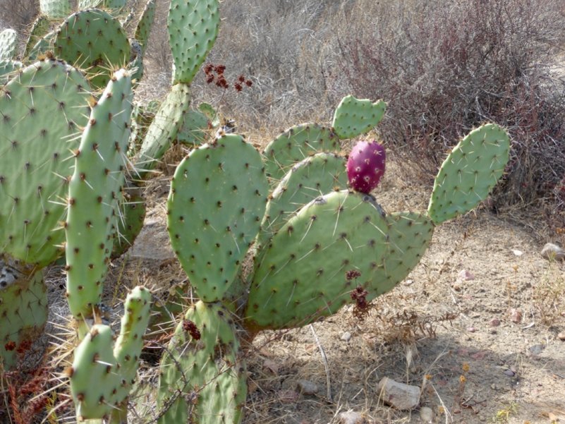 Prickly Pear Indian Fig Opuntia Ficus Indica 20 Seeds