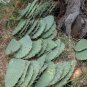 Hardy Mexican Nopal Cactus Prickly Pear Opuntia ficus-indica - 3 Live Pads