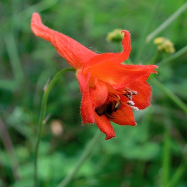 Rare Scarlet Red Delphinium nudicaule - 20 Seeds