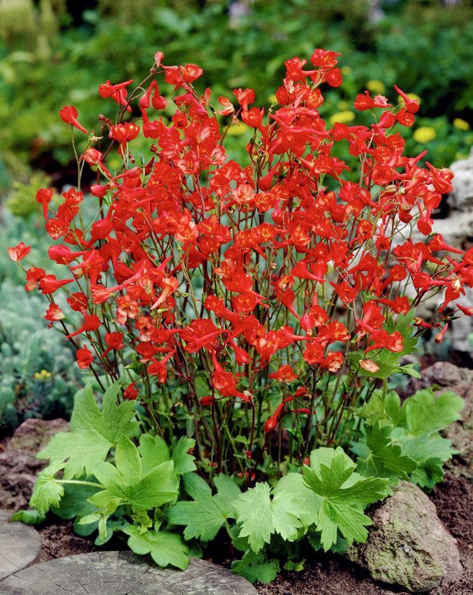 Rare Scarlet Red Larkspur Delphinium nudicaule 20 Seeds