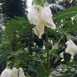 Rare White Dragon Tree Sesbania formosa â�� 5 Seeds