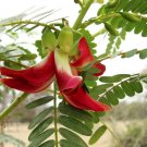 Red Hummingbird Tree Sesbania Grandiflora – 10 Seeds