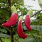 Red Hummingbird Tree Sesbania Grandiflora â�� 10 Seeds