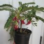 Red Hummingbird Tree Sesbania Grandiflora â�� 10 Seeds
