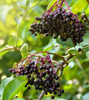 Organic American Black Elderberry Sambucus canadensis - 40 Seeds