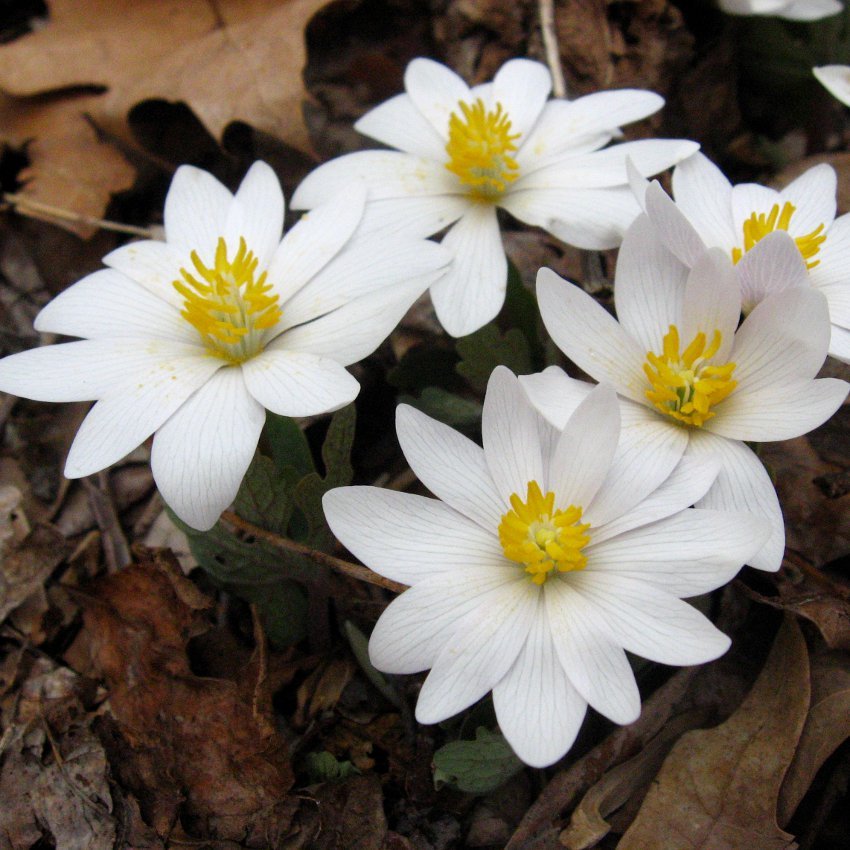 Hardy Wild Bloodroot Rare Sanguinaria canadensis - 15 Seeds