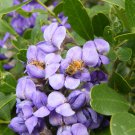 Ornamental Purple Texas Mountain Laurel Dermatophyllum secundiflorum - 12 Seeds