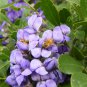 Ornamental Purple Texas Mountain Laurel Dermatophyllum secundiflorum - 12 Seeds