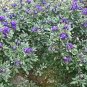 Ornamental Purple Texas Mountain Laurel Dermatophyllum secundiflorum - 12 Seeds