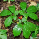 Rare Wild American Ginseng Herb Panax quinquefolius - 30 Seeds