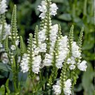 White Obedient Plant Physostegia virginiana alba - 80 Seeds