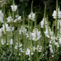 White Obedient Plant Physostegia virginiana alba - 80 Seeds