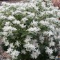 Variegated Snow on the Mountain Euphorbia Marginata - 20 Seeds