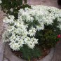 Variegated Snow on the Mountain Euphorbia Marginata - 20 Seeds