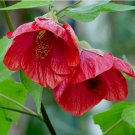 Flowering Maple Mix Abutilon hybridum - 30 Seeds