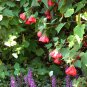 Flowering Maple Mix Abutilon hybridum - 30 Seeds