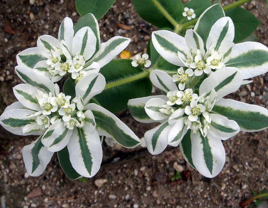 Variegated Snow On The Mountain Euphorbia Marginata 20 Seeds