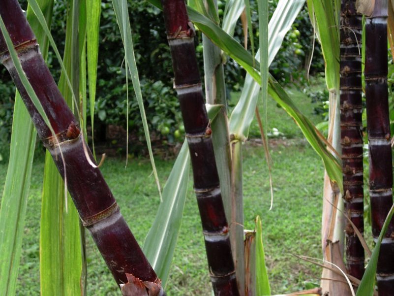 black sugar cane