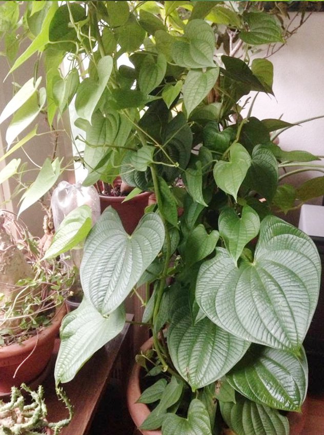 Rare Air Potato Heart Leaf Vine Dioscorea bulbifera 3