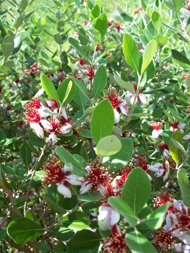 Cuttings! Organic Feijoa Guavasteen Pineapple Guava Acca sellowiana 5