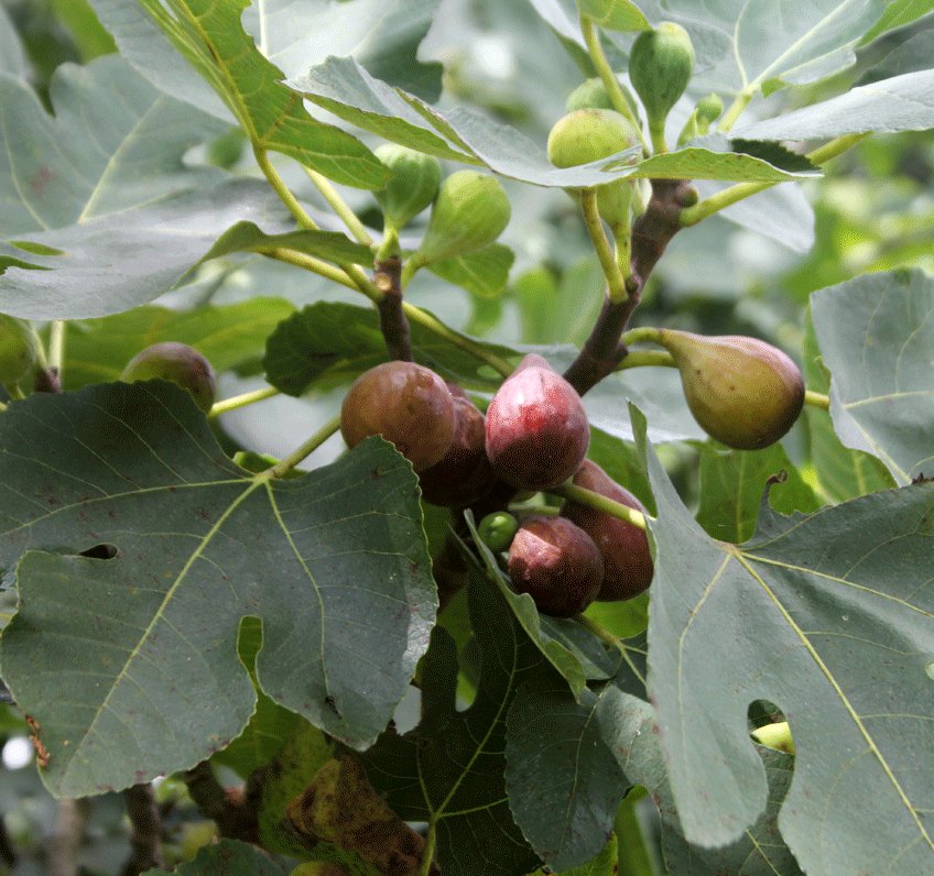Fruiting Fig Texas Everbearing Ficus carica 5 Unrooted Cuttings