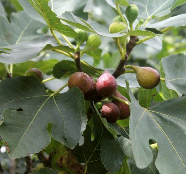 Fruiting Fig Assortment Ficus carica - 6 Unrooted Cuttings
