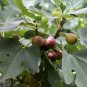 Fruiting Fig Assortment Ficus carica - 6 Unrooted Cuttings