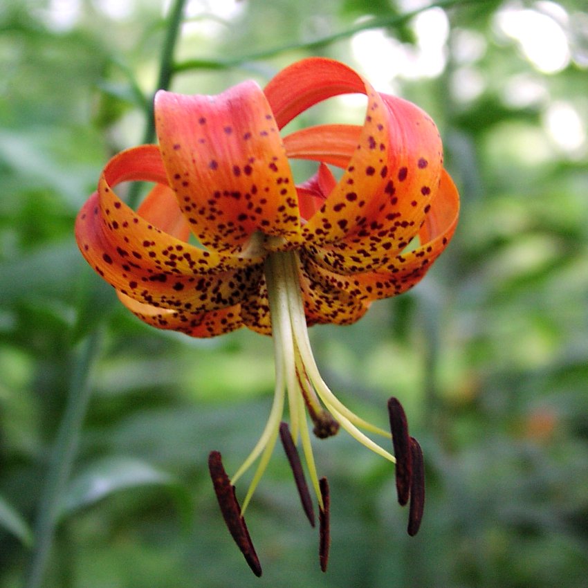 Beautiful Wild American Tiger Lily Lilium Superbum - 40 Seeds